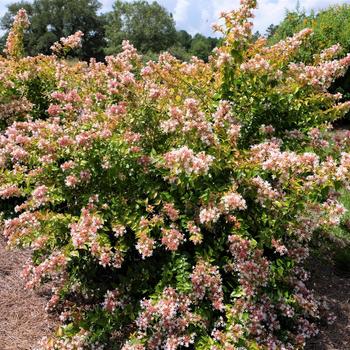 Abelia - Peach Perfection® Abelia - Peach Perfection®