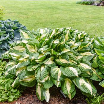 Hosta - 'Vulcan' Plantain Lily, Hosta Hosta - 'Vulcan' Plantain Lily, Hosta