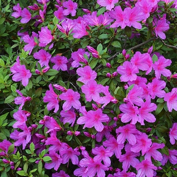 Rhododendron - 'Formosa Lavender' Azalea Rhododendron - 'Formosa Lavender' Azalea