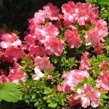 Rhododendron Satsuki hybrid - 'Gumpo Pink' Azalea Rhododendron Satsuki hybrid - 'Gumpo Pink' Azalea