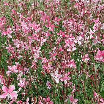 Gaura lindheimeri - 'Siskiyou Pink' Gaura lindheimeri - 'Siskiyou Pink'