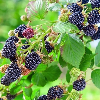Rubus - 'Osage' Thornless Blackberry Rubus - 'Osage' Thornless Blackberry