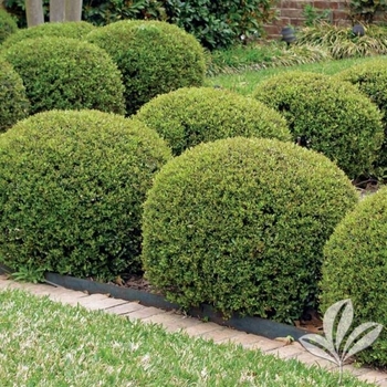 Ilex vomitoria - Dwarf Yaupon Holly Ilex vomitoria - Dwarf Yaupon Holly
