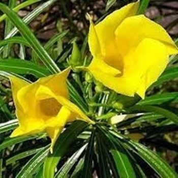 Nerium oleander - Yellow Oleander Nerium oleander - Yellow Oleander