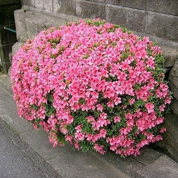Rhododendron Satsuki Hybrid - 'Chinzan' Azalea Rhododendron Satsuki Hybrid - 'Chinzan' Azalea