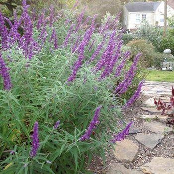 Salvia leucantha - Mexican Bush Sage Salvia leucantha - Mexican Bush Sage