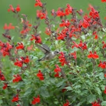 Salvia greggii - 'Furman's Red' Autumn Sage Salvia greggii - 'Furman's Red' Autumn Sage