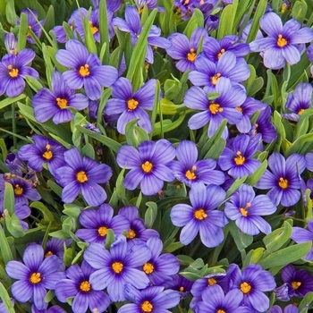 Sisyrinchium - 'Moody Blues' Blue-eyed grass Sisyrinchium - 'Moody Blues' Blue-eyed grass