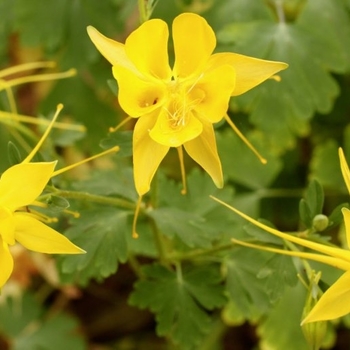 Aquilegia canadensis - 'Texas Gold' Columbine Aquilegia canadensis - 'Texas Gold' Columbine