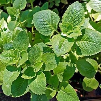 Lippia graveolens - Mexican Oregano Lippia graveolens - Mexican Oregano