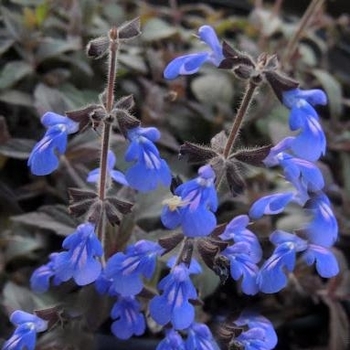 Salvia sinaloensis - Bicolor Sage Salvia sinaloensis - Bicolor Sage