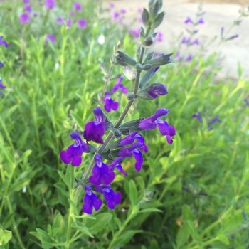 Salvia greggii x lycioides - 'Nuevo Leon' Autumn Sage Salvia greggii x lycioides - 'Nuevo Leon' Autumn Sage