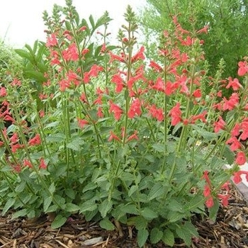 Stachys coccinea - Texas Betony Stachys coccinea - Texas Betony