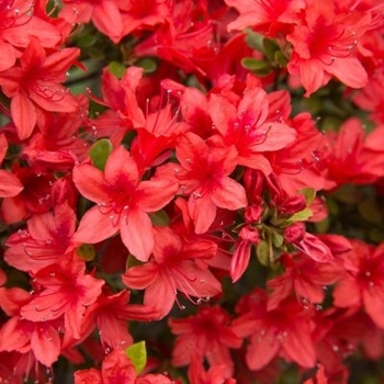 Rhododendron Harris hybrid - 'Midnight Flare' Azalea Rhododendron Harris hybrid - 'Midnight Flare' Azalea