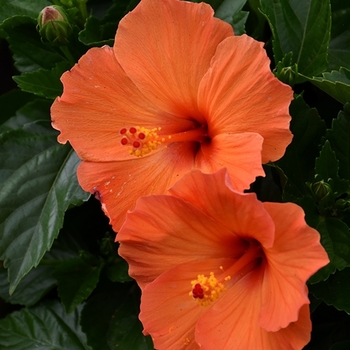 Hibiscus rosa-sinensis (Tropical Hibiscus) - Tradewinds™ 'Orange Sunset' Hibiscus rosa-sinensis (Tropical Hibiscus) - Tradewinds™ 'Orange Sunset'