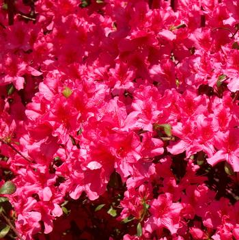 Rhododendron indica - 'Pride of Mobile' Azalea Rhododendron indica - 'Pride of Mobile' Azalea