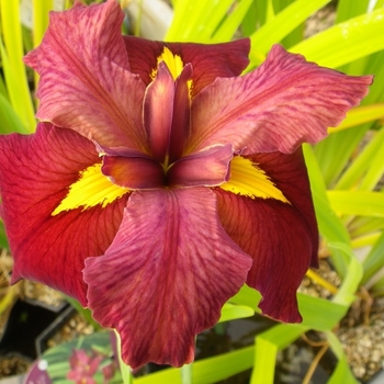 Iris - 'Ann Chowning' Louisiana Iris Iris - 'Ann Chowning' Louisiana Iris