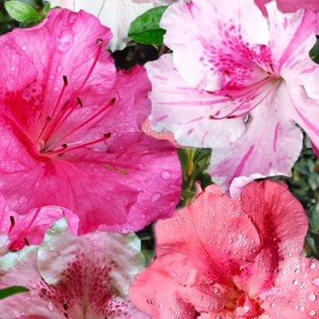 Rhododendron Robin Hill Hybrid - 'Conversation Piece' Azalea Rhododendron Robin Hill Hybrid - 'Conversation Piece' Azalea