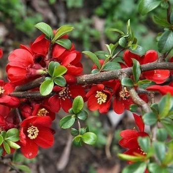 Chaenomeles x superba - 'Crimson And Gold' Flowering Quince Chaenomeles x superba - 'Crimson And Gold' Flowering Quince