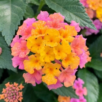 Lantana camara - Shamrock™ Rose Gold Lantana camara - Shamrock™ Rose Gold