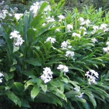 Hedychium coronarium (chrysoleucum) - Ginger Lily Hedychium coronarium (chrysoleucum) - Ginger Lily