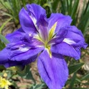 Iris - 'Louisiana Purple' Iris - 'Louisiana Purple'