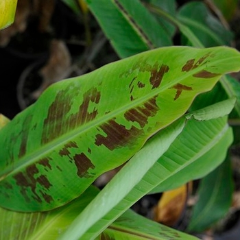 Musa acuminata - 'Gran Nain' Banana Musa acuminata - 'Gran Nain' Banana