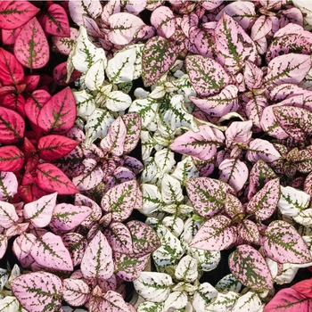 Hypoestes phyllostachya - 'Splash Mix' Polka Dot Plant Hypoestes phyllostachya - 'Splash Mix' Polka Dot Plant