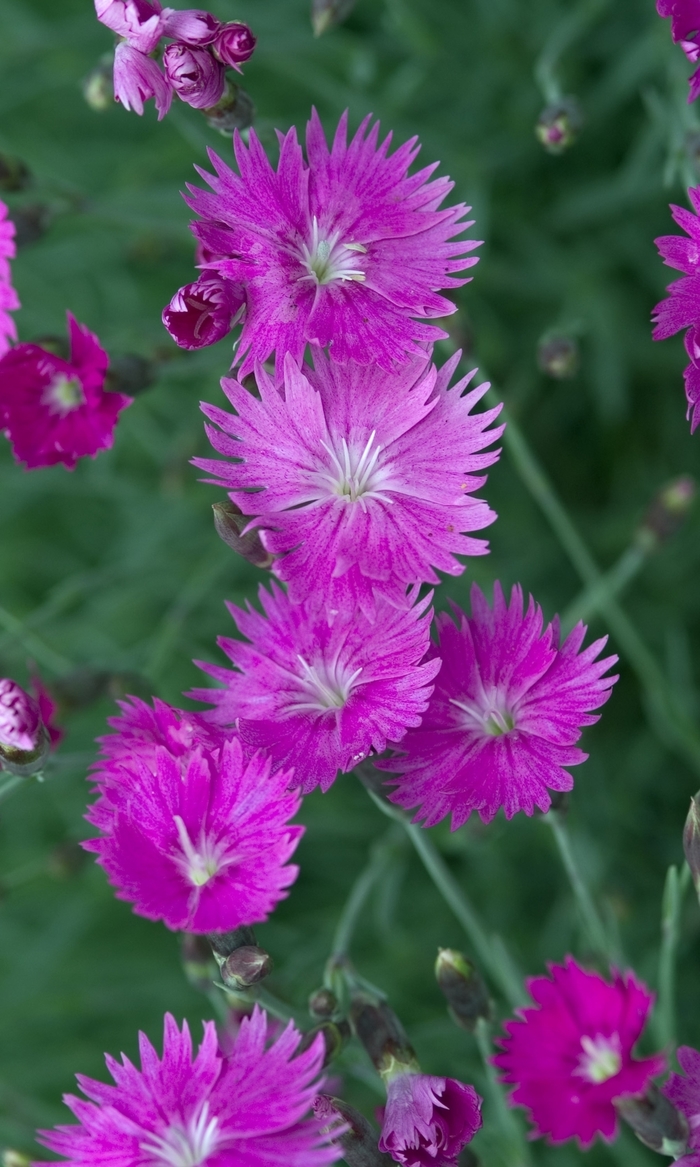 'Firewitch' Pinks-Cheddar - Dianthus gratianopolitanus from 93 Nursery