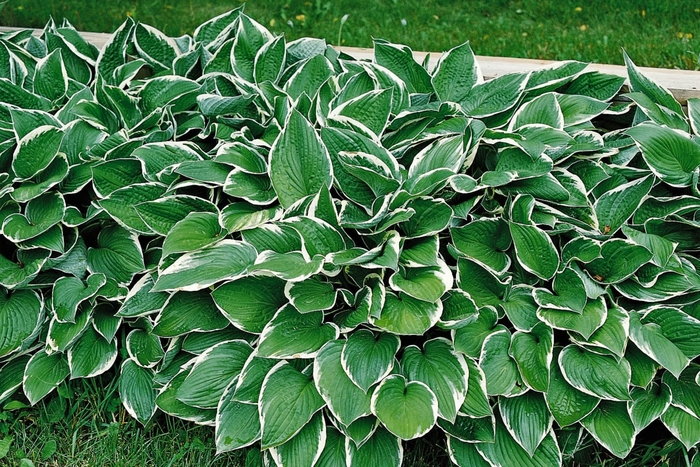 'Francee' Hosta, Plantain Lily - Hosta from 93 Nursery