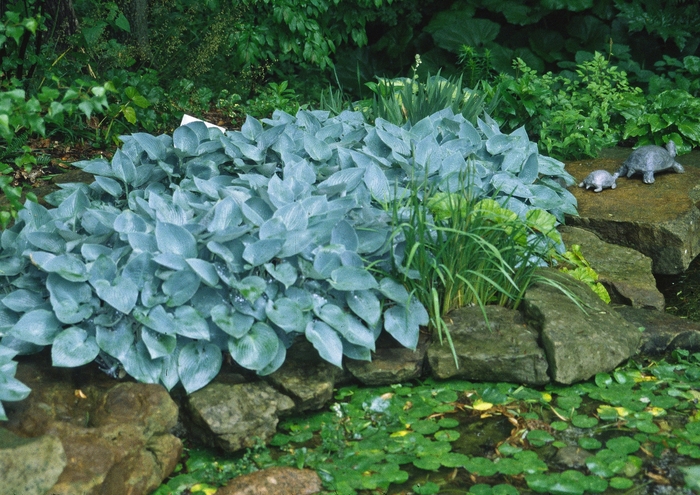 'Halcyon' Hosta, Plantain Lily - Hosta from 93 Nursery