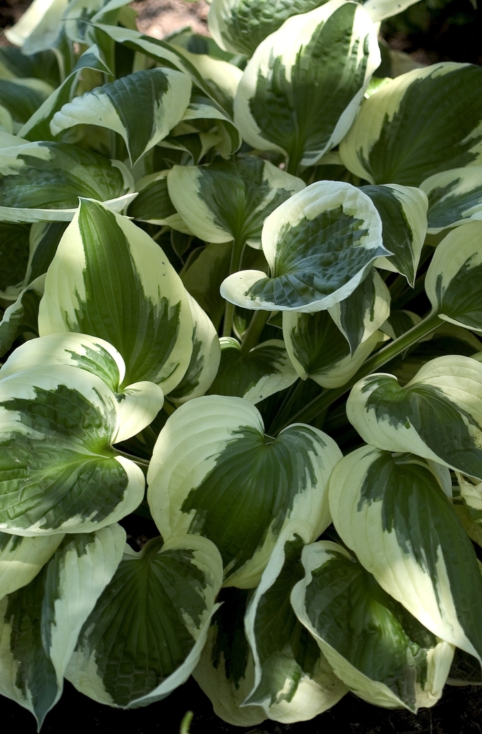 'Patriot' Hosta - Hosta from 93 Nursery