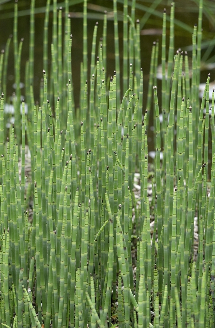 Horsetail Reed - Equisetum scirpoides from 93 Nursery