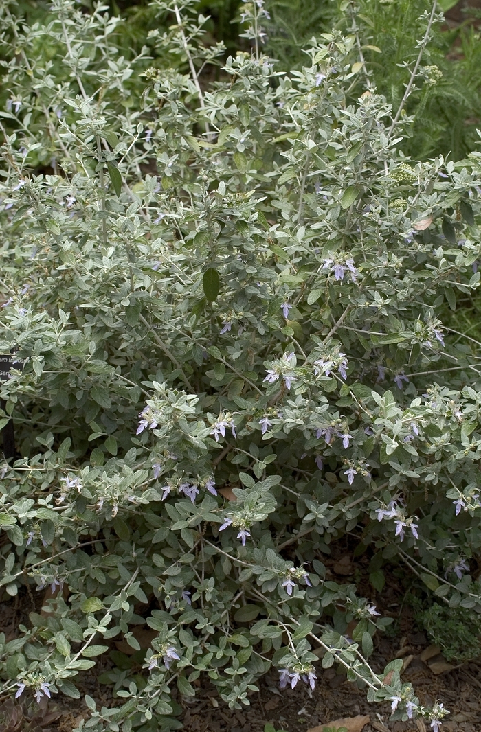 Silver Bush Germander - Teucrium fruticans from 93 Nursery