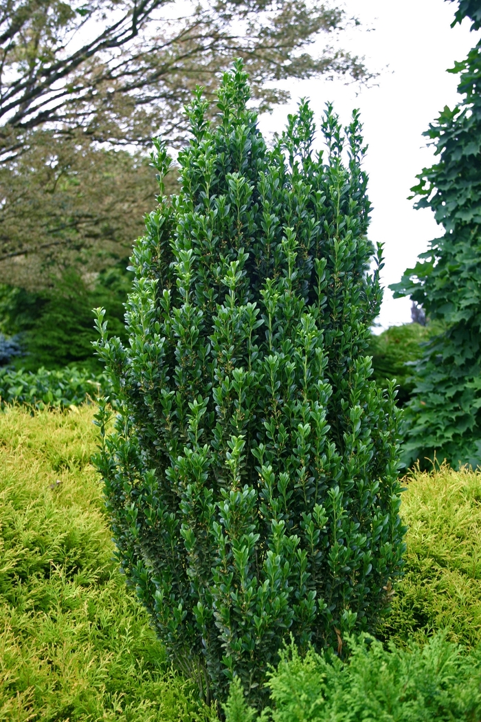 Holly Sky Pencil - Ilex crenata from 93 Nursery