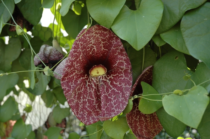 Large-flowered Dutchman's Pipe - Aristolochia grandiflora from 93 Nursery