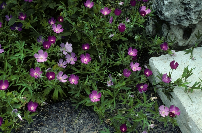 Bush's Wine cup - Callirhoe bushii from 93 Nursery