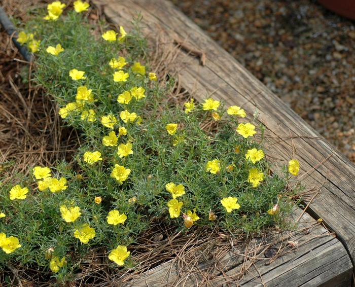 Texas Primrose - Calylophus drummondianus from 93 Nursery