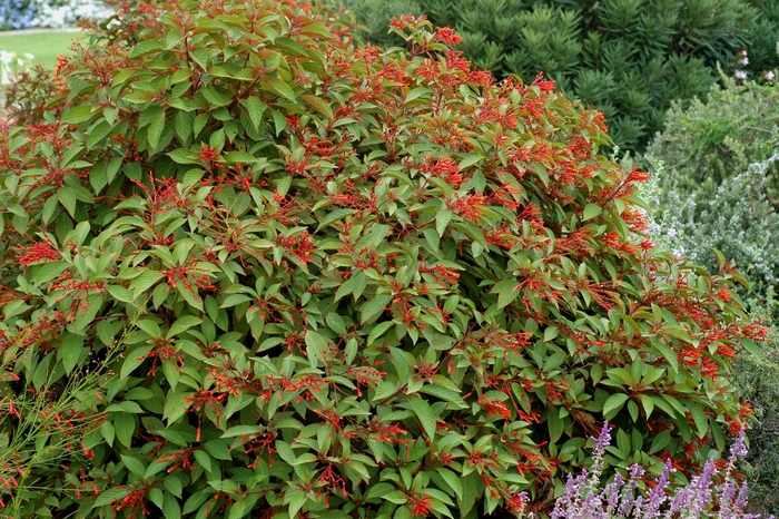 Scarlet Bush - Hamelia patens from 93 Nursery