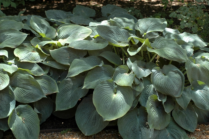 'Blue Angel' Hosta - Hosta from 93 Nursery