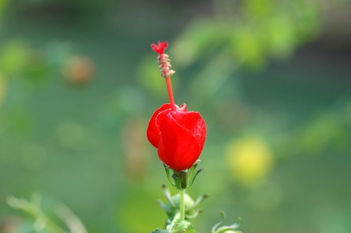 Turk's Cap - Malvaviscus arboreus from 93 Nursery