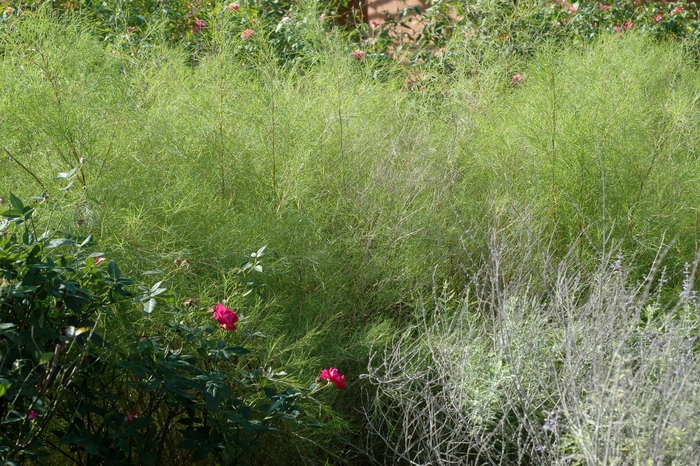 Bamboo Muhly - Muhlenbergia dumosa from 93 Nursery