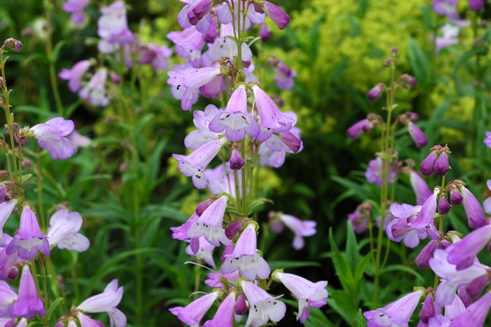 Penstemon - from 93 Nursery