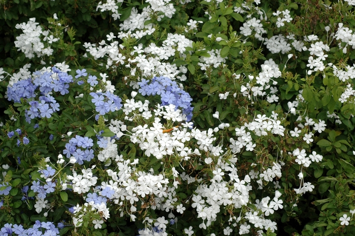 White Plumbago - Plumbago auriculata from 93 Nursery