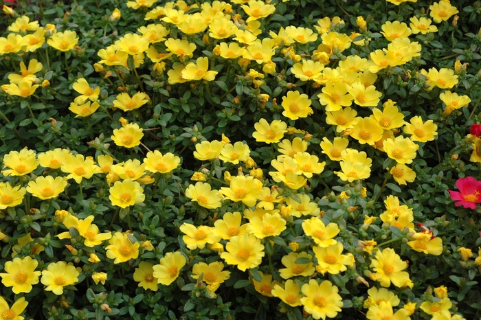 'Yellow' Purslane | 93 Nursery