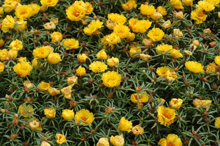 ' Yellow' Purslane - Portulaca oleracea from 93 Nursery