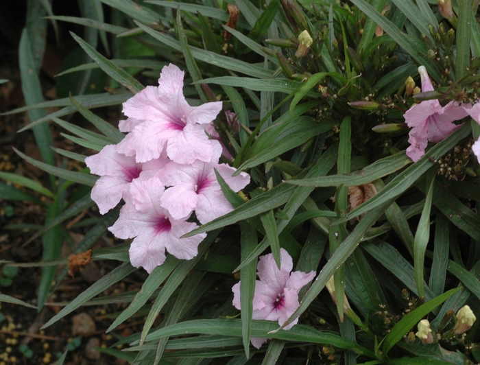 Katie Dwarf Ruellia | 93 Nursery
