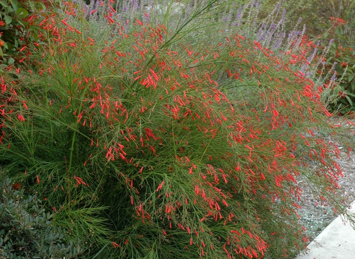 Firecracker Fern - Russelia equisetiformis from 93 Nursery