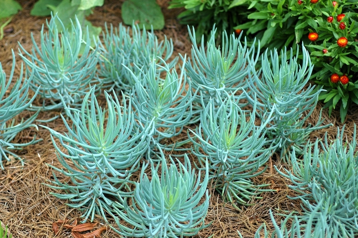 Blue Senecio - Senecio from 93 Nursery