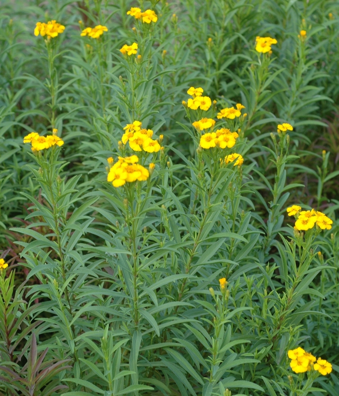 Mexican Mint Marigold - Tagetes lucida from 93 Nursery